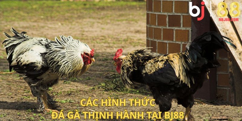 Các hình thức đá gà thịnh hành tại BJ88