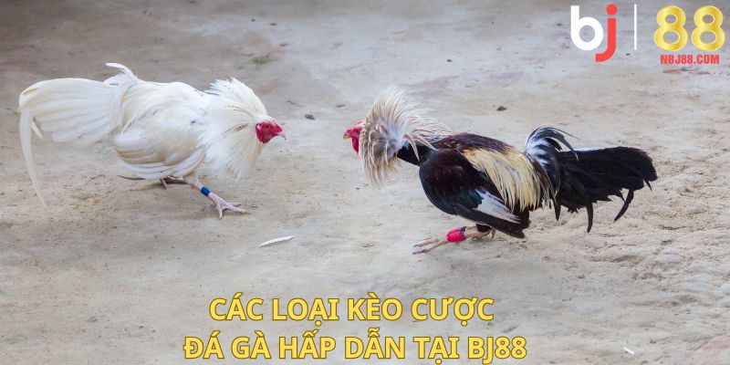 Các loại kèo cược đá gà hấp dẫn tại BJ88