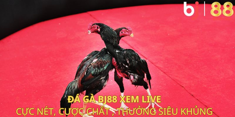 Đá gà BJ88 - Xem Live Cực Nét, Cược Chất, Thưởng Siêu Khủng