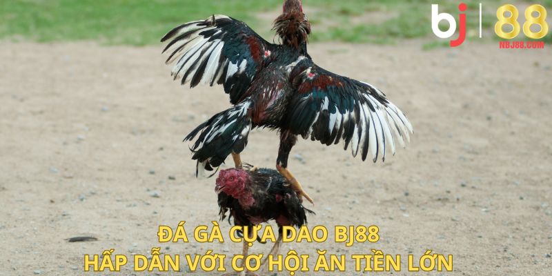 Đá gà cựa dao BJ88 hấp dẫn với cơ hội ăn tiền lớn.