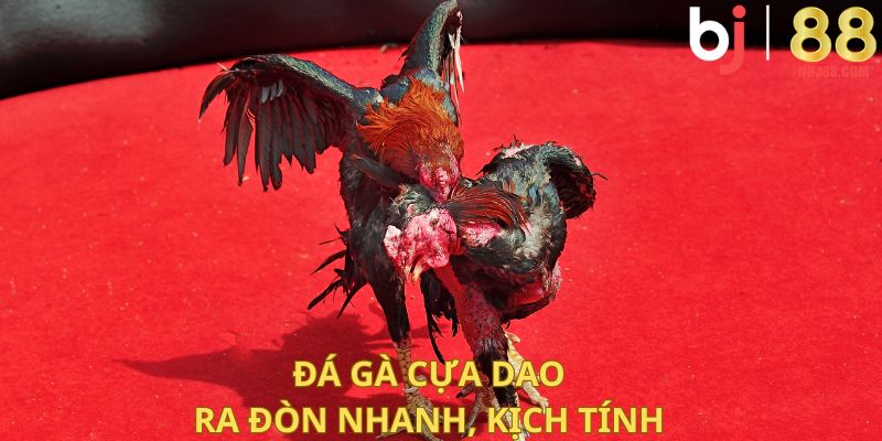 Đá gà cựa dao ra đòn nhanh, kịch tính