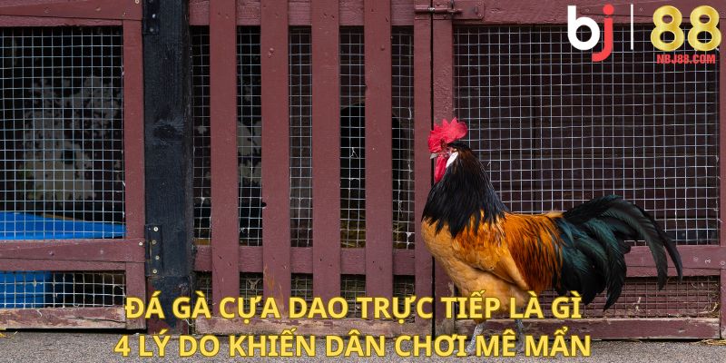 Đá Gà Cựa Dao Trực Tiếp Là Gì? 4 lý do khiến Dân Chơi Mê Mẩn