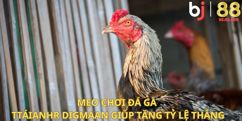 Mẹo chơi đá gà tại sảnh Digmaan giúp tăng tỷ lệ thắng.