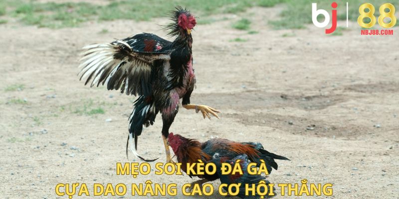 Mẹo soi kèo đá gà cựa dao nâng cao cơ hội thắng.
