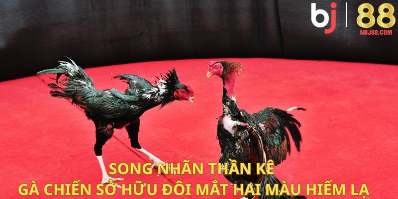 Song nhãn thần kê – gà chiến sở hữu đôi mắt hai màu hiếm lạ.