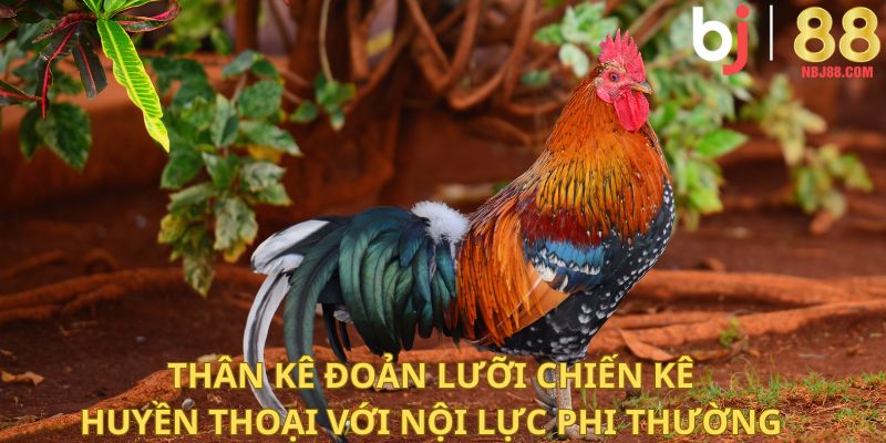 Thần kê đoản lưỡi – chiến kê huyền thoại với nội lực phi thường.